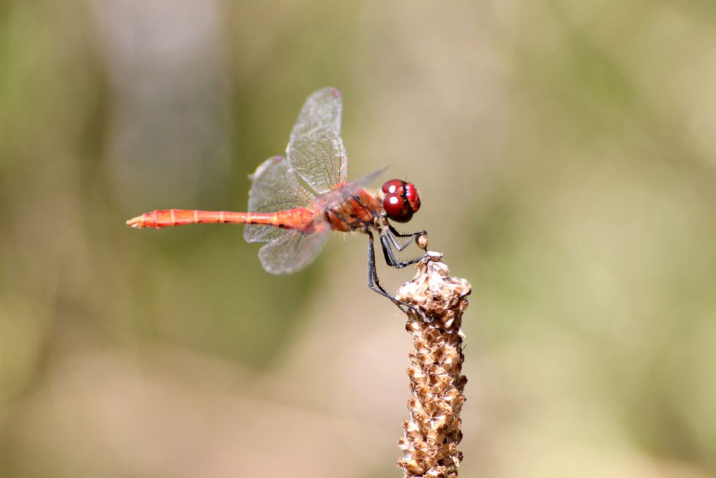 Sympetrum sanguineum? Tutti?